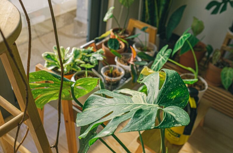 green plant on brown wooden table